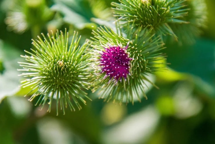 Burdock Root