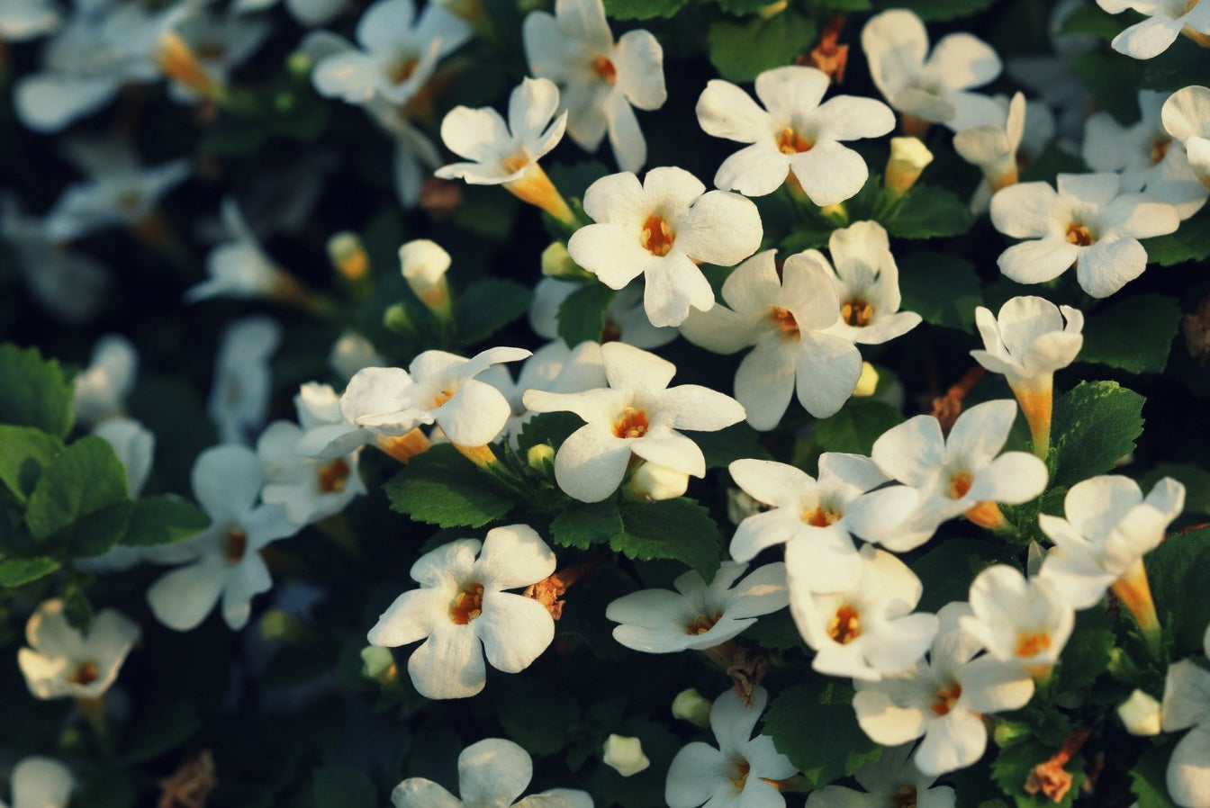 Bacopa Monnieri