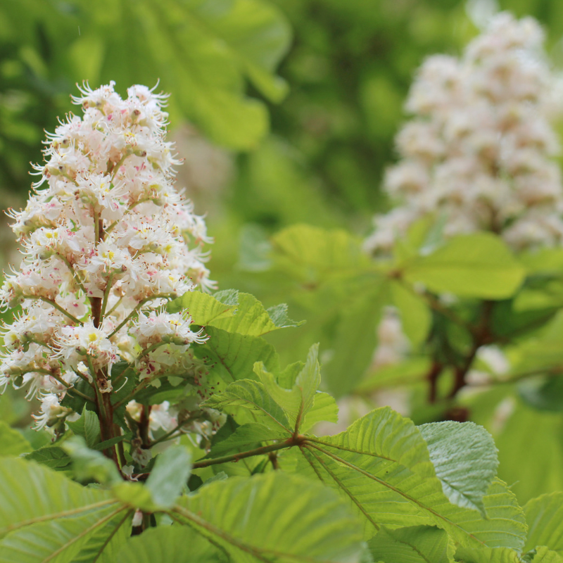 Horse Chestnut – Natural Support for Healthy Circulation, Veins & Leg Comfort