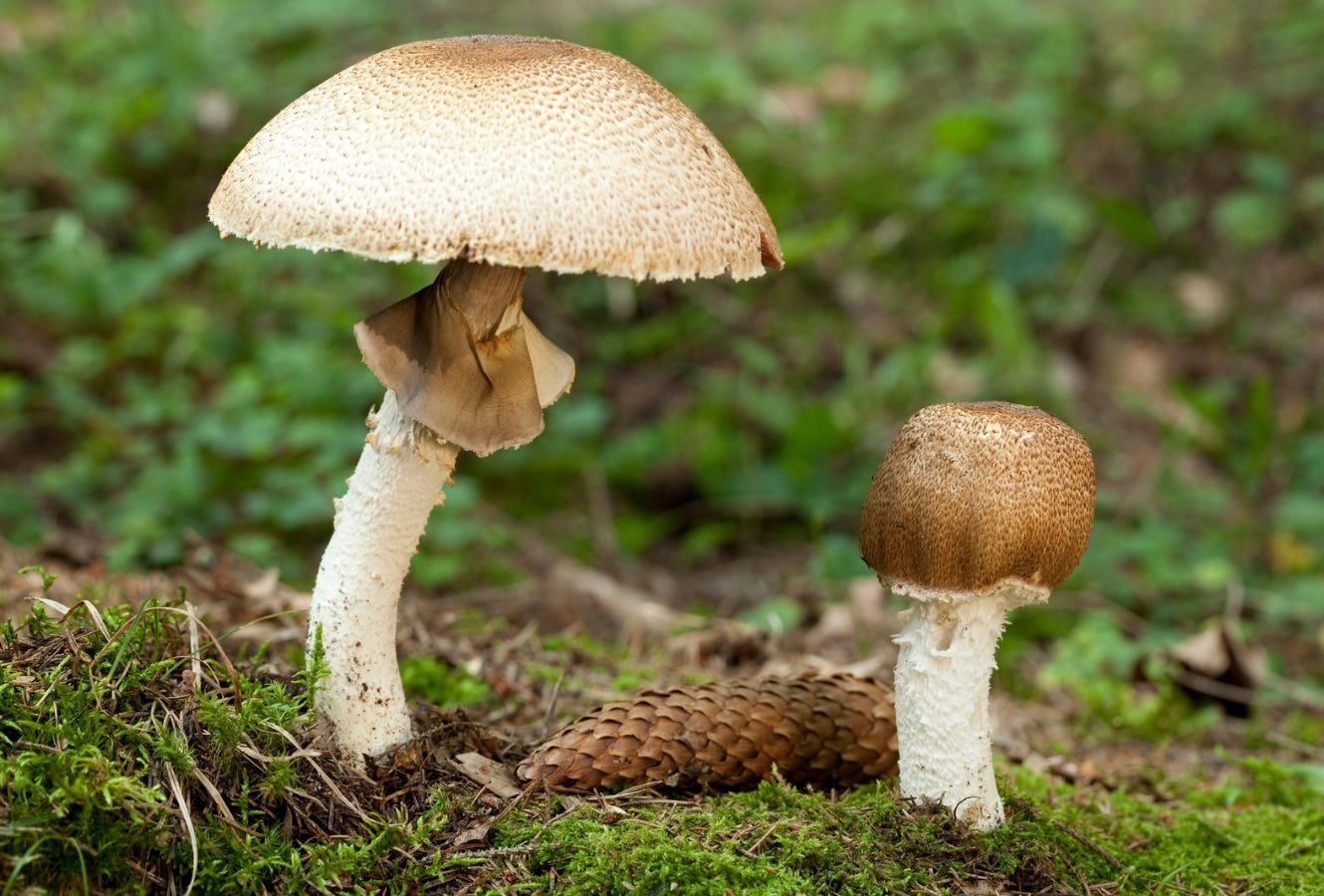 Agaricus Mushroom