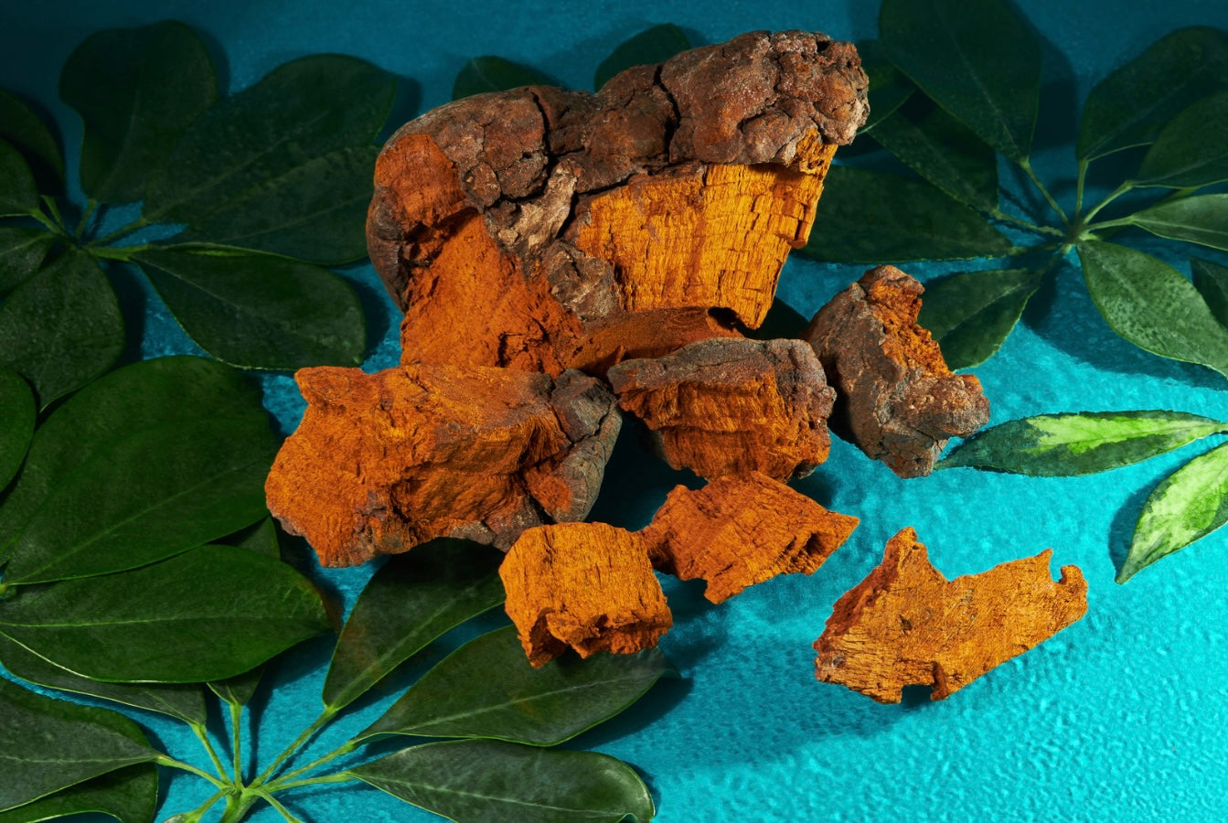 Chaga Mushroom