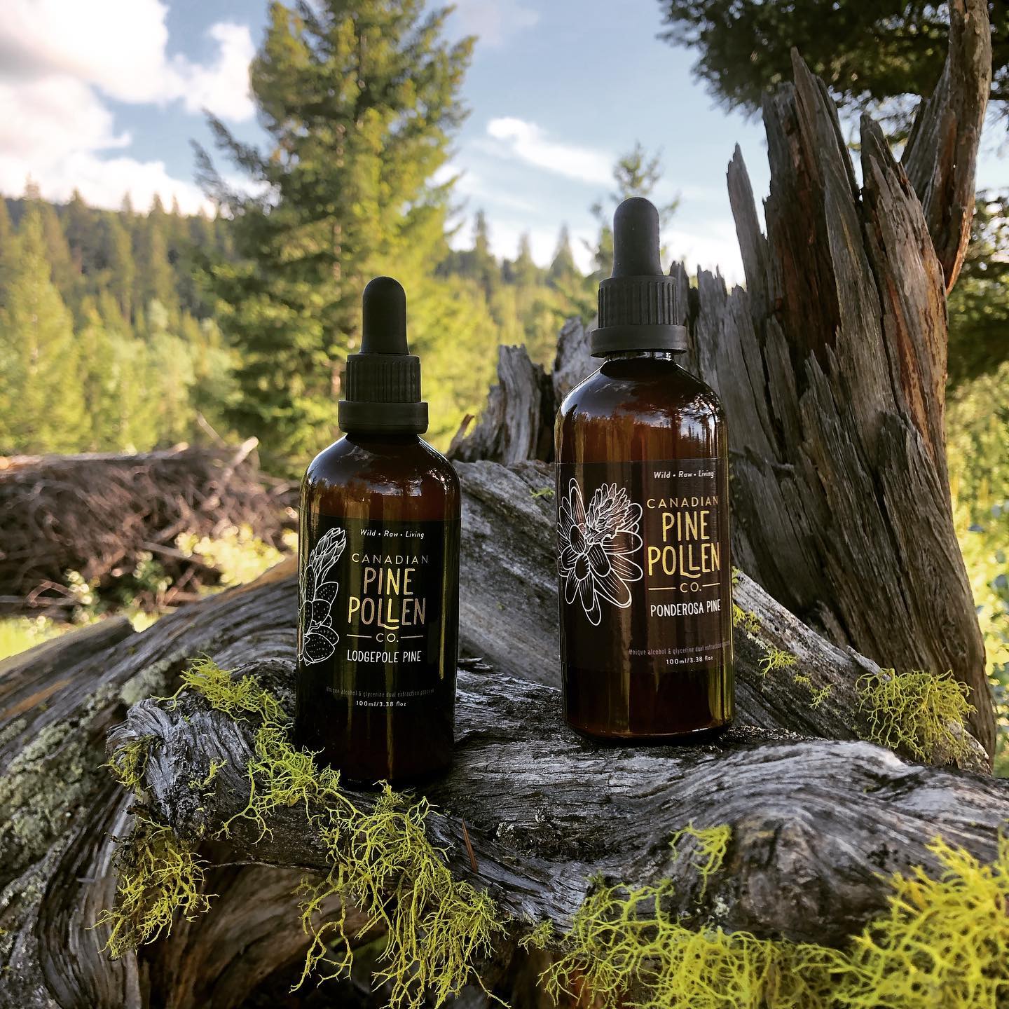 Wild Lodgepole Pine Pollen Tincture by Canadian Pine Pollen® – Traditional Vitality Support | 100 mL