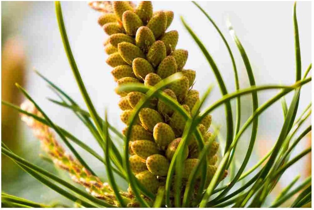 Wild Lodgepole Pine Pollen Tincture by Canadian Pine Pollen® – Traditional Vitality Support | 100 mL