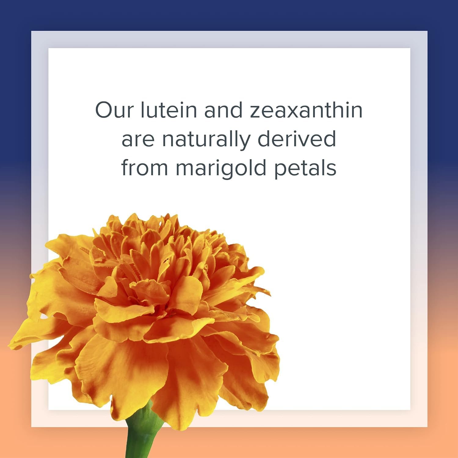 Lutein 40 mg | Natural Factors® | 30 or 60 softgels