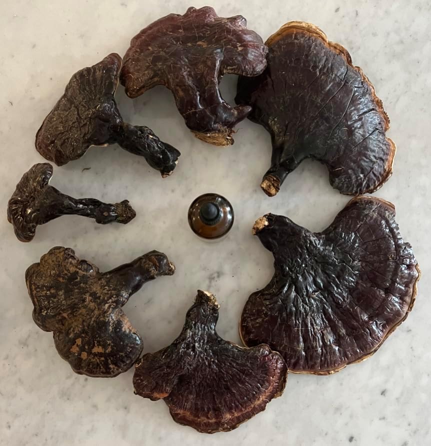 Reishi Tincture | Canadian Pine Pollen® | 100 mL