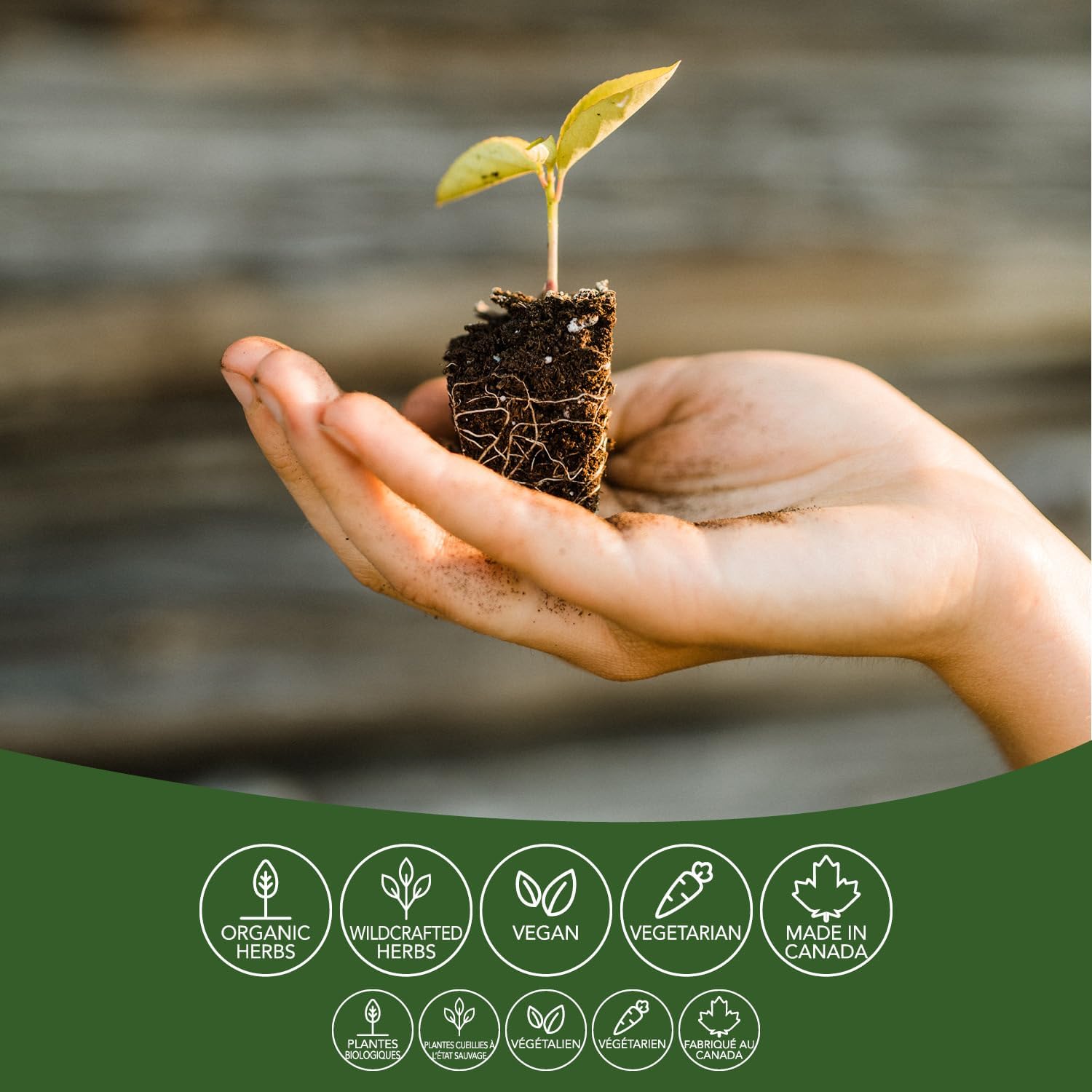 Mullein | St. Francis Herb Farm | 50 mL or 100 mL