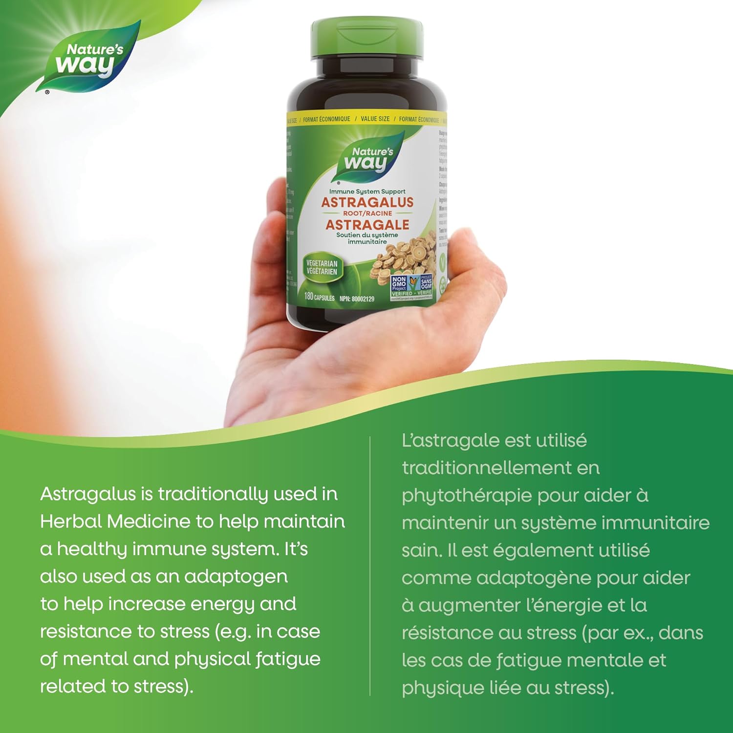 Astragalus Root | Nature's Way Canada | 100 OR 180 Veg Capsules