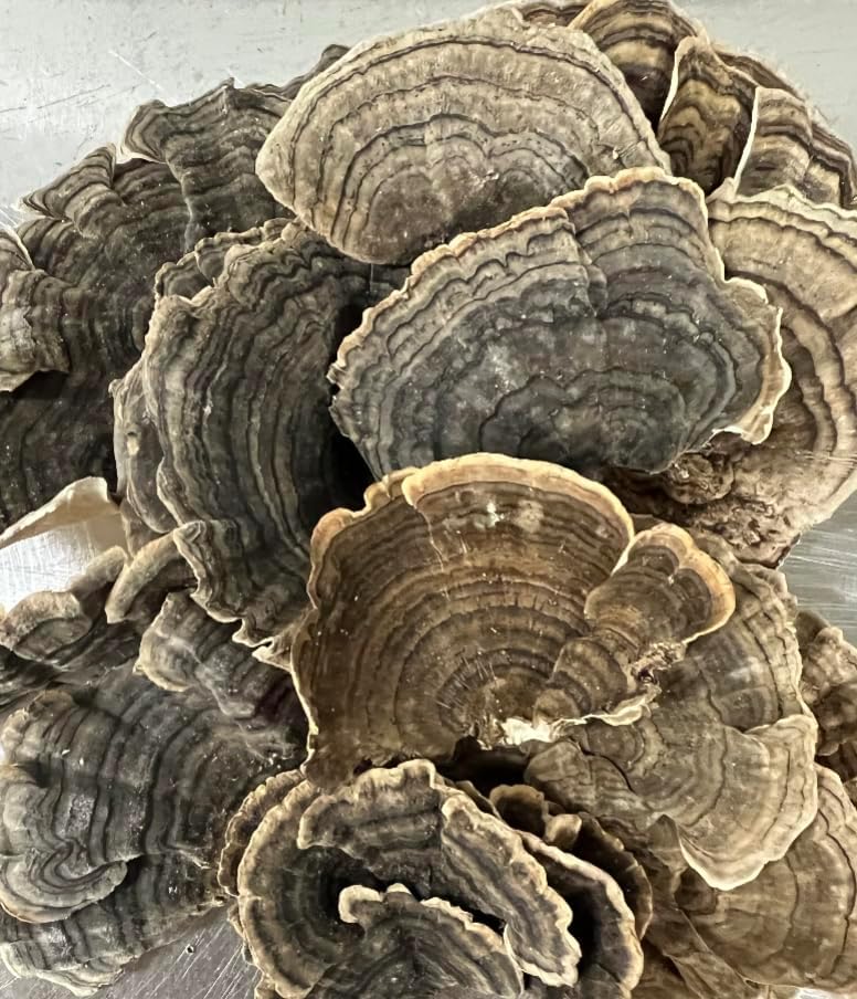 Turkey Tail Tincture | Canadian Pine Pollen® | 100ml