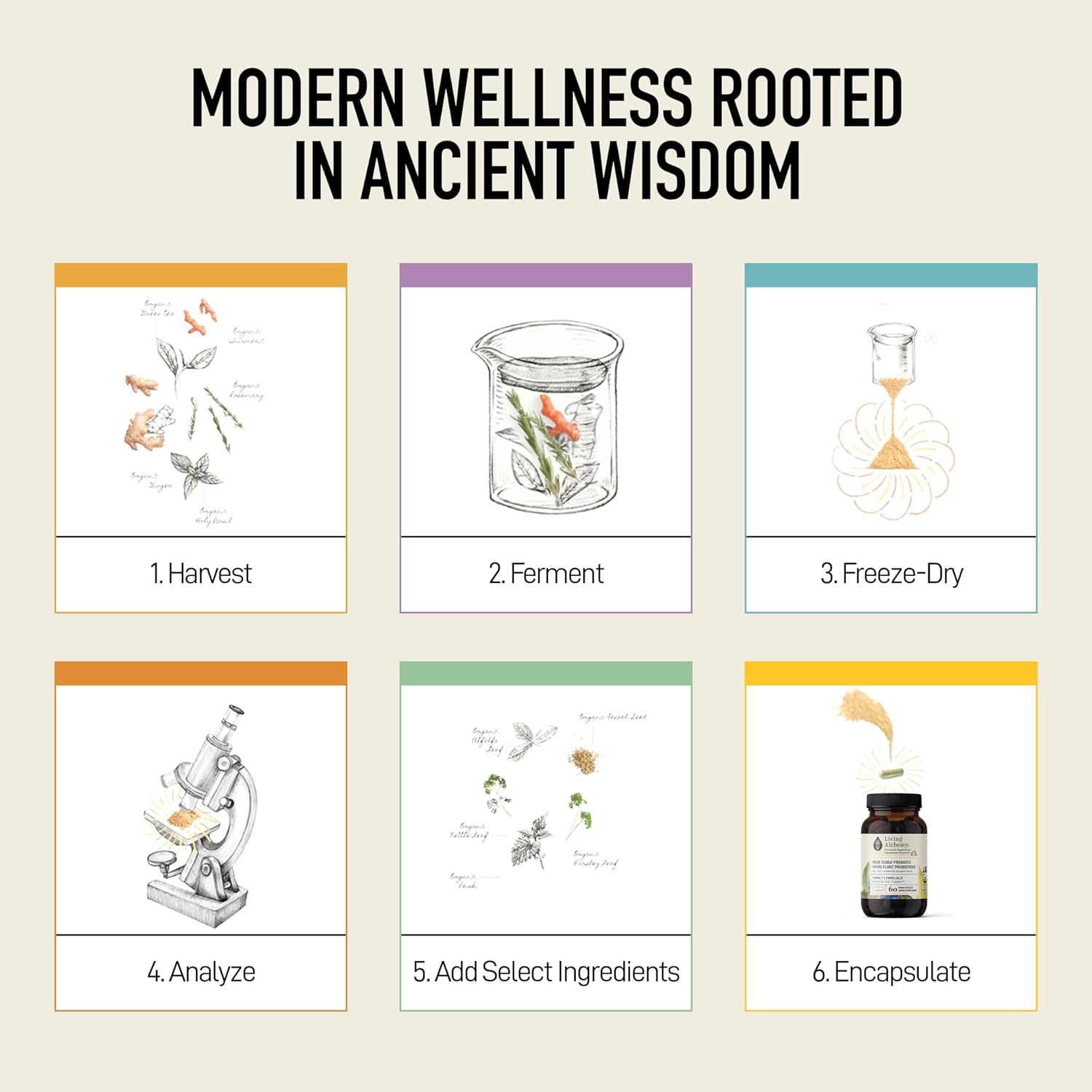 Your Flora Probiotic Family : General Support | Living Alchemy® | 60 Capsules