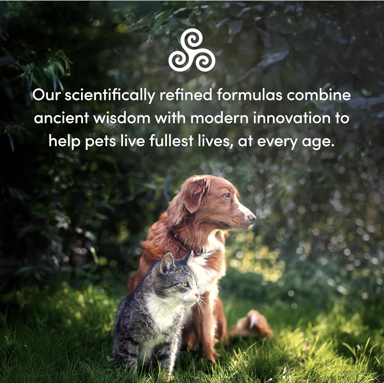 Pet Recovery Extra Strength | Purica® | Various Sizes