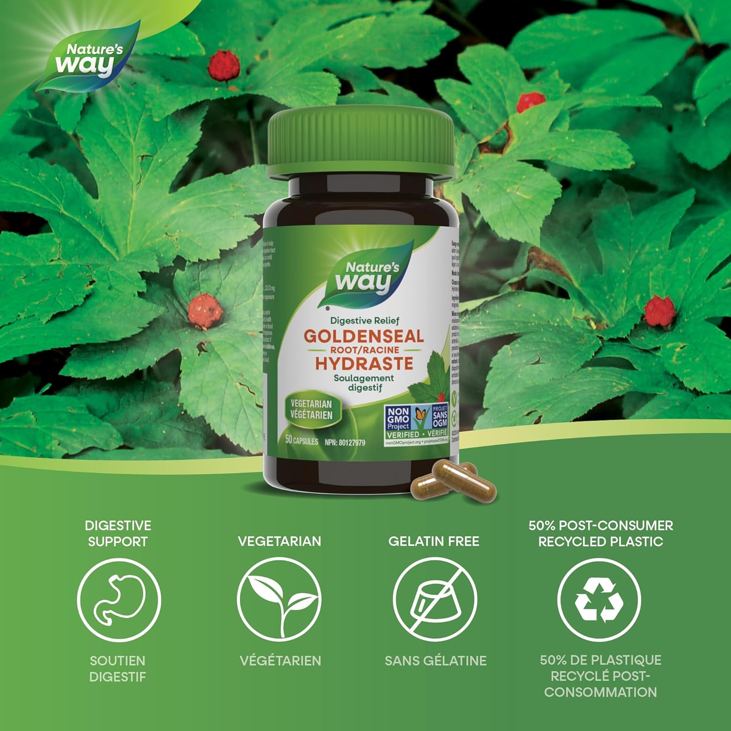 Goldenseal Root | Nature's Way® | 50 or 100 Capsules