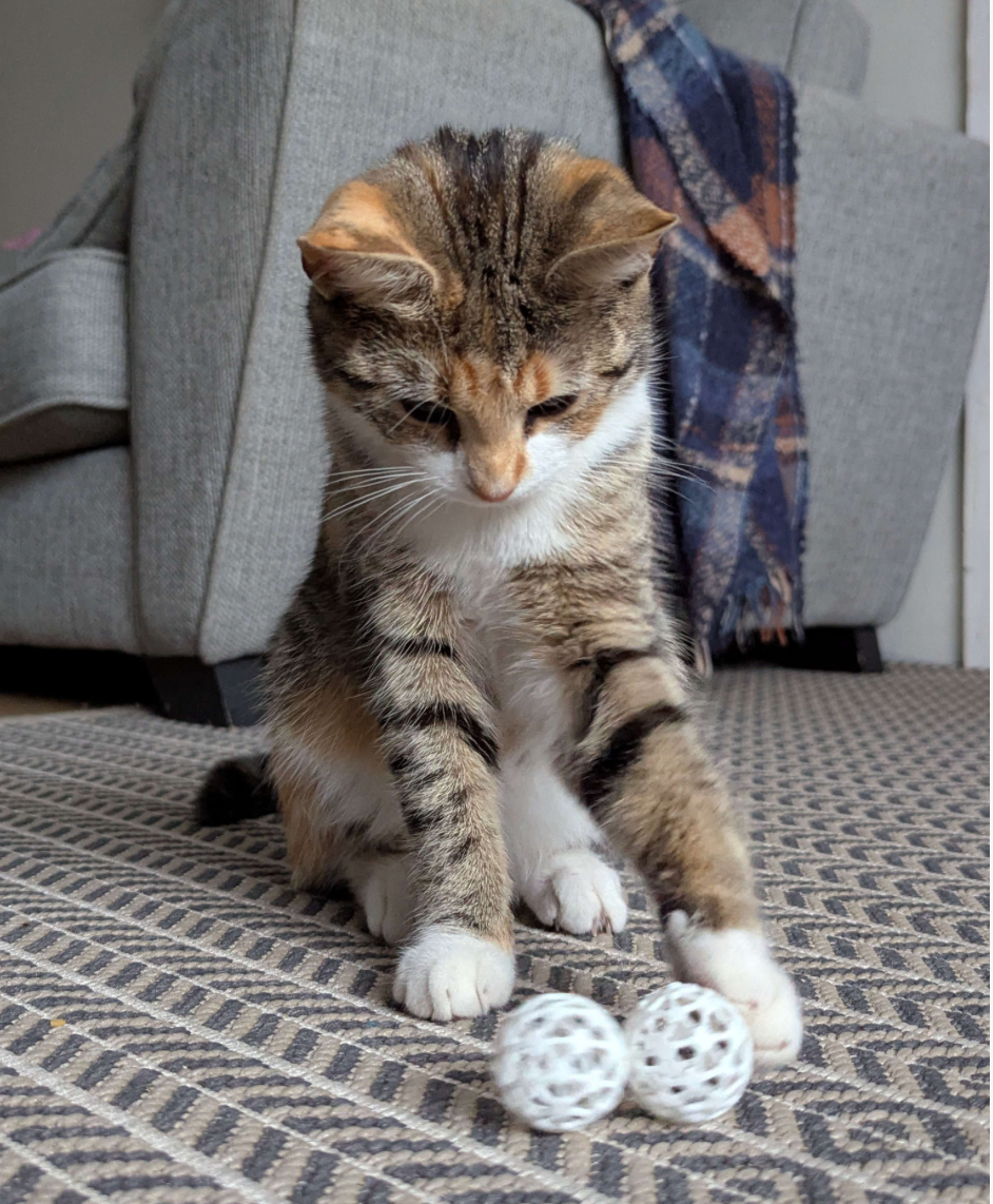 Ball-in-Ball Interactive Toy for Cats & Small Dogs