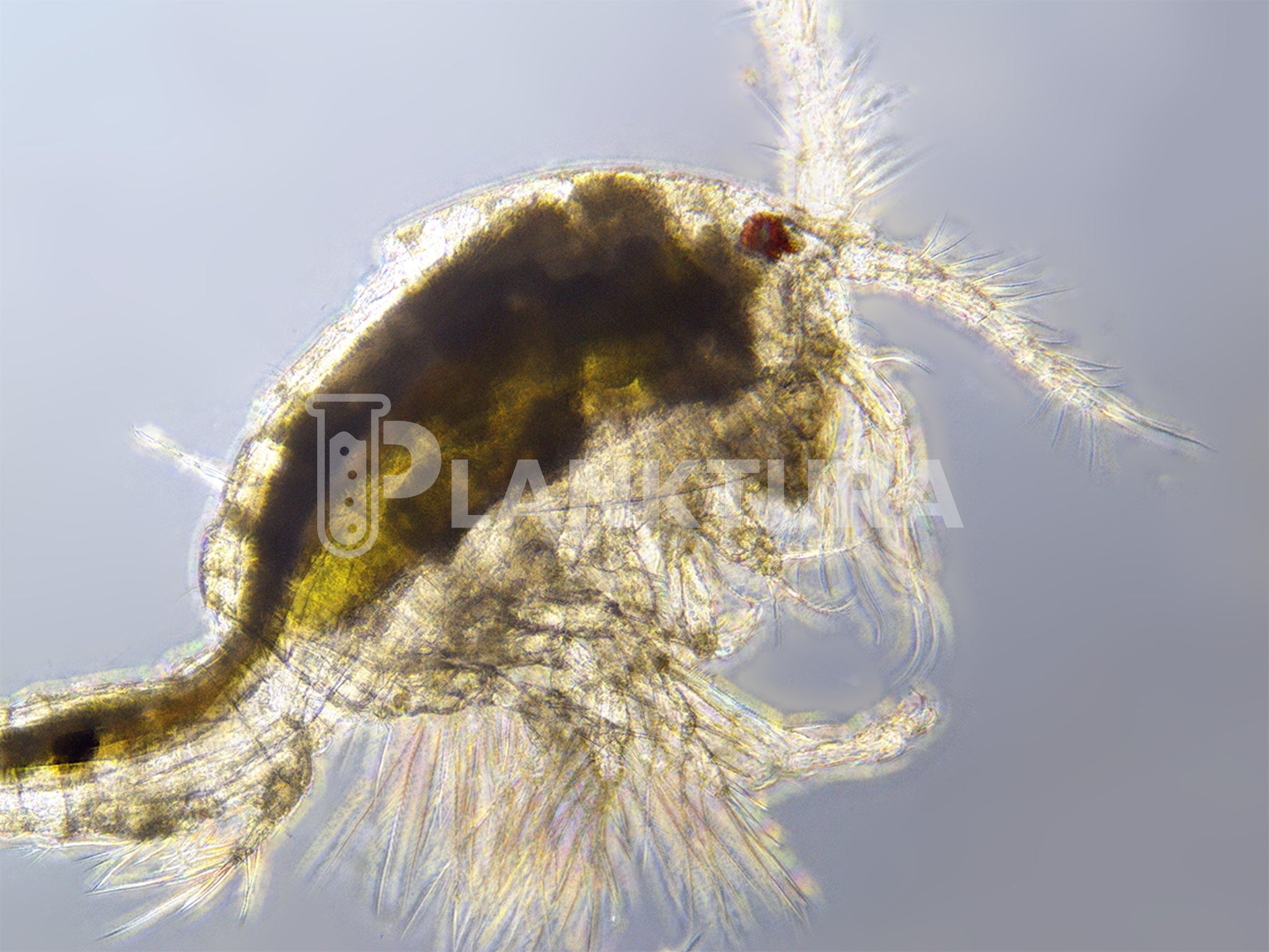 Tigriopus Live Copepods - Reef Pulse