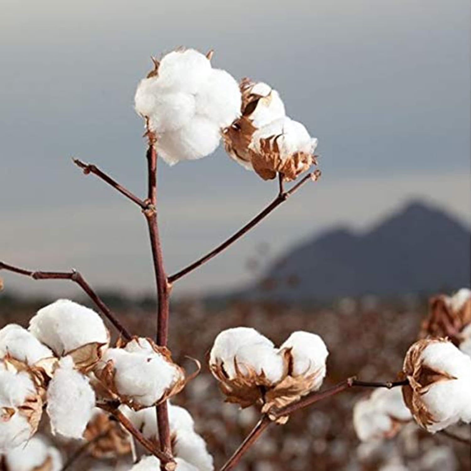 Organic Cotton Rounds|Organyc|70 Count