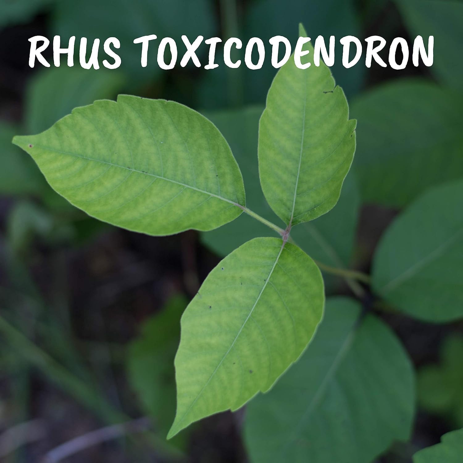Rhus toxicodendron 30ch | Boiron® |Each tube contains 4 g (approximately 80 pellets)