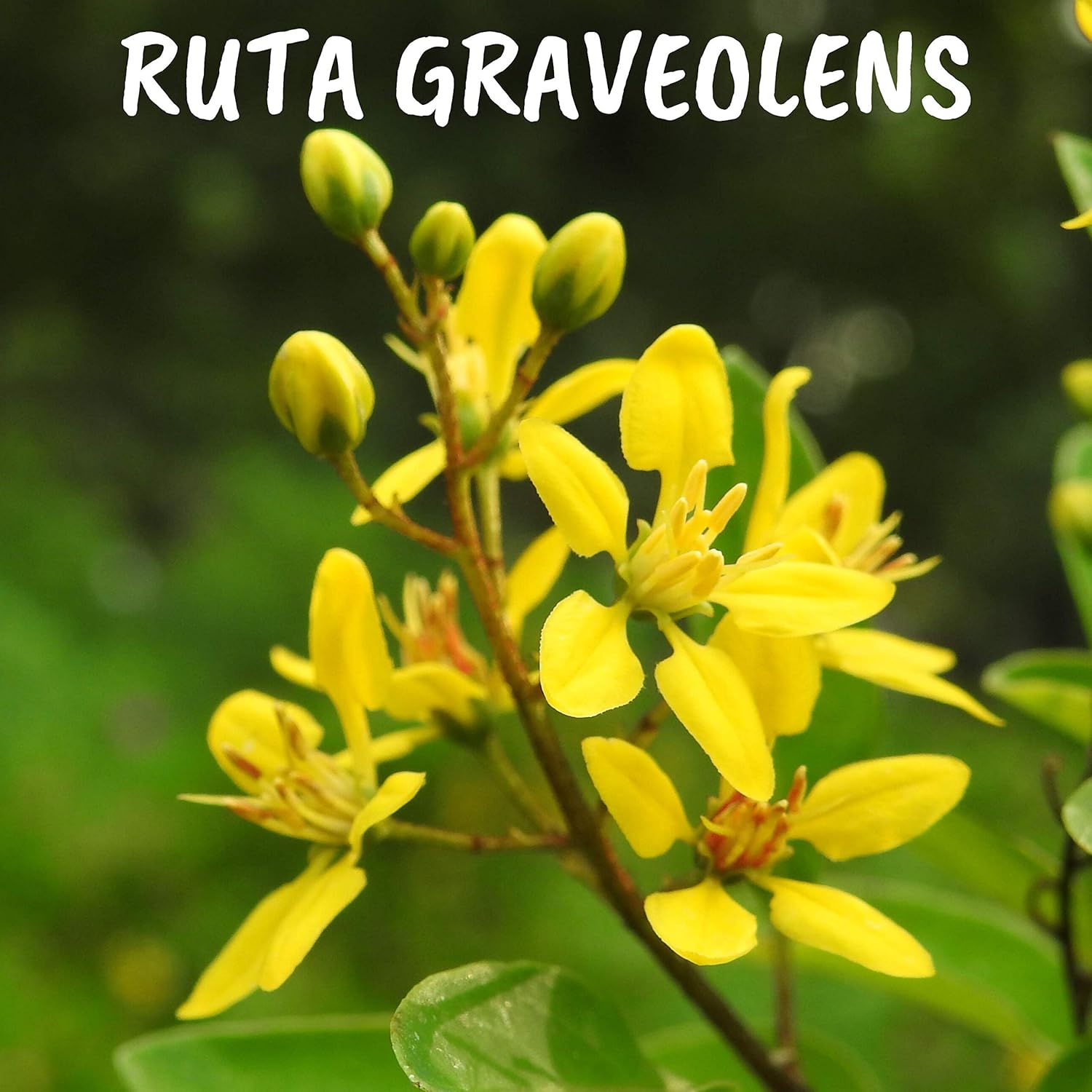 Ruta graveolens 30ch | Boiron® | Each tube contains 4 g (approximately 80 pellets)