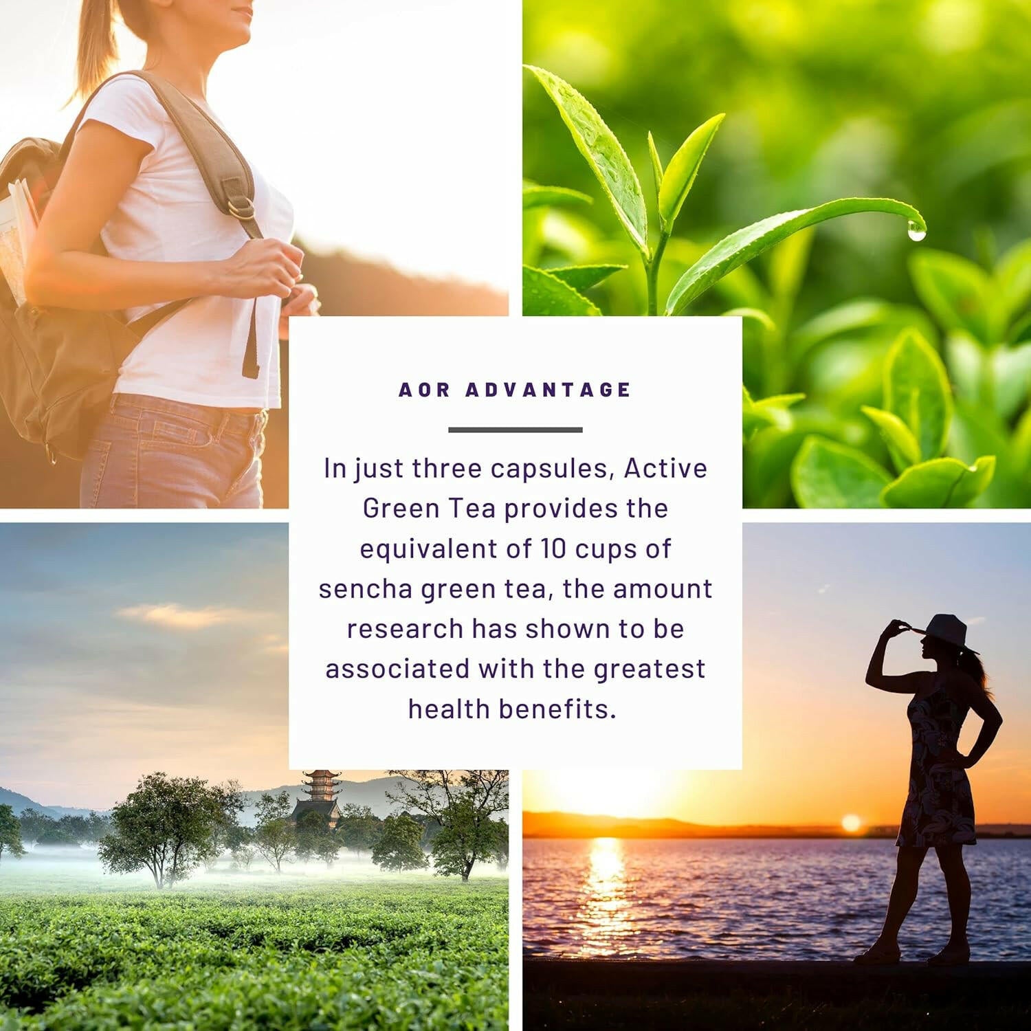 Active Green Tea | AOR™ | 90 or 180 Capsules - Coal Harbour Pharmacy