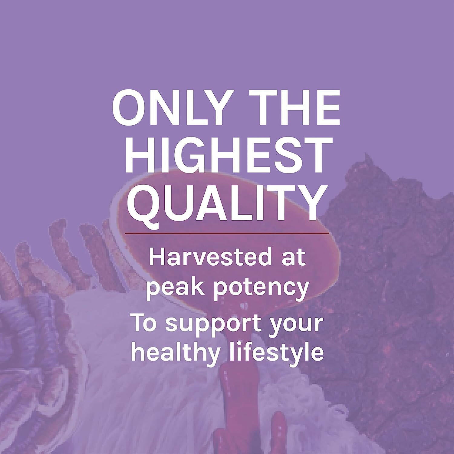 Lion's Mane Capsules | Host Defense® Mushrooms™ | 60 Vegetarian Capsules - Coal Harbour Pharmacy
