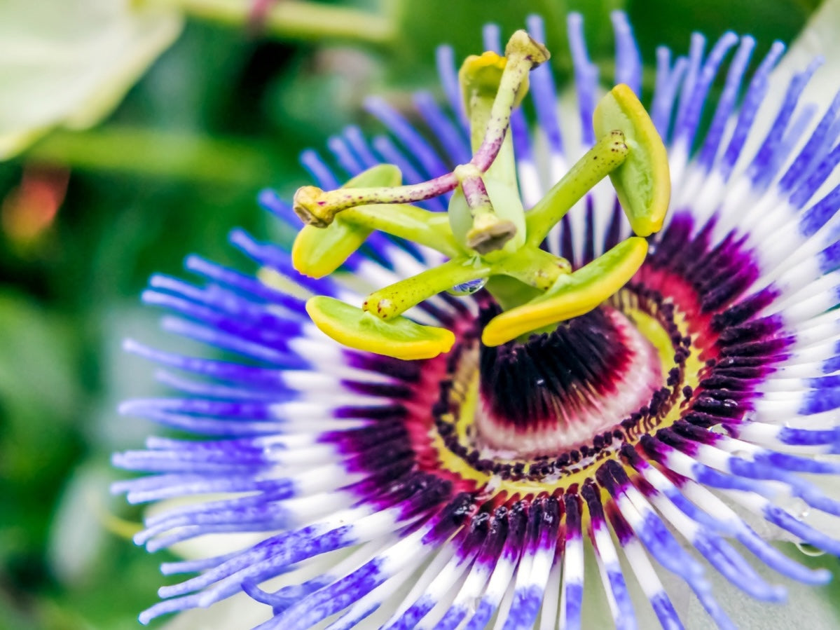 Passionflower