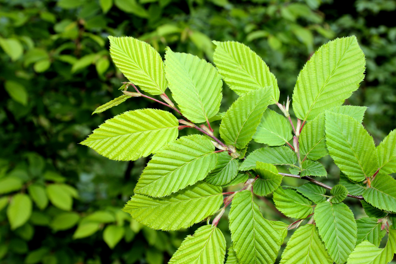 Slippery Elm