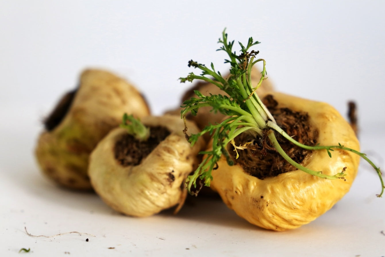Maca Root