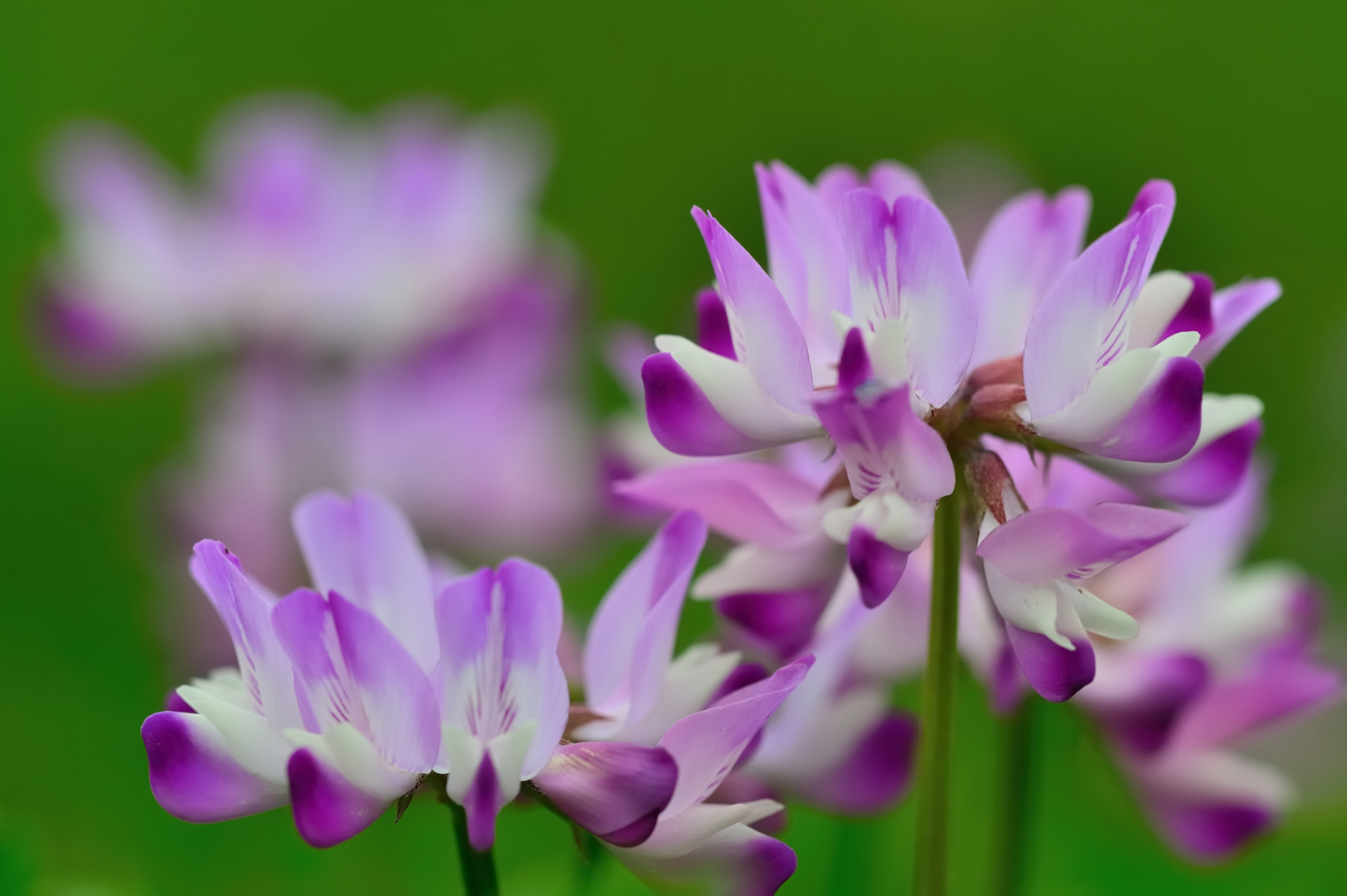 Astragalus