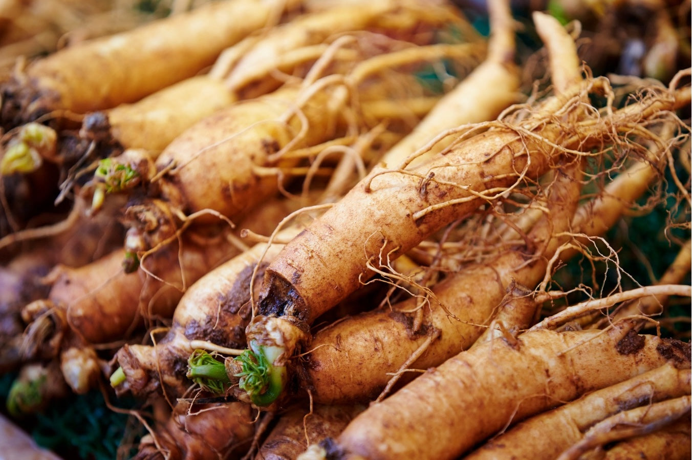 Ginseng