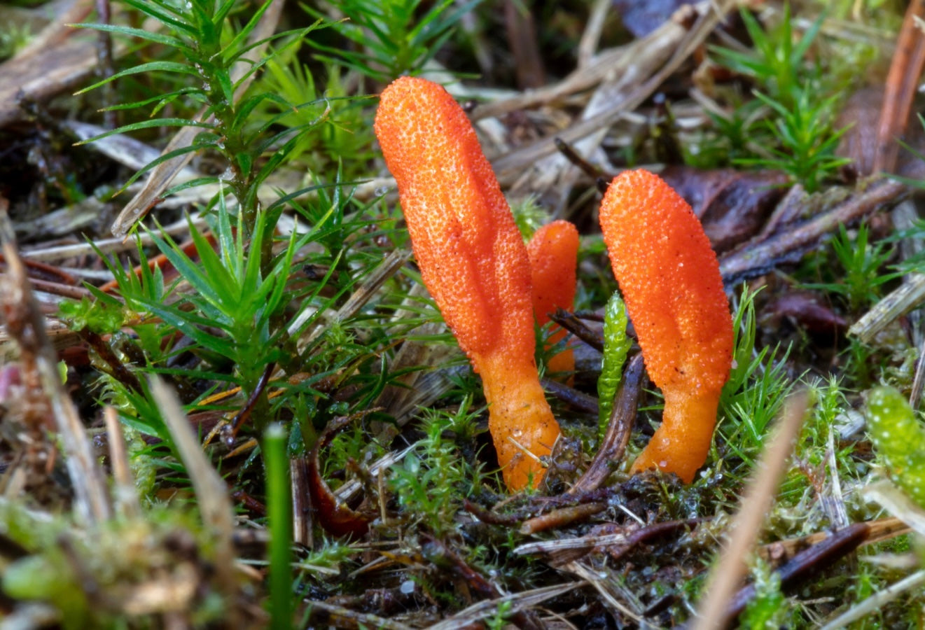 Cordyceps Mushroom