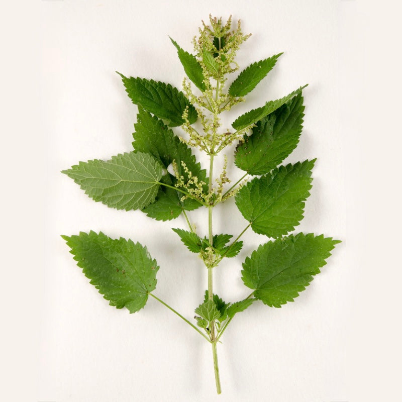 Nettle Supplements – Stinging Nettle Leaf, Root & Herbal Extracts