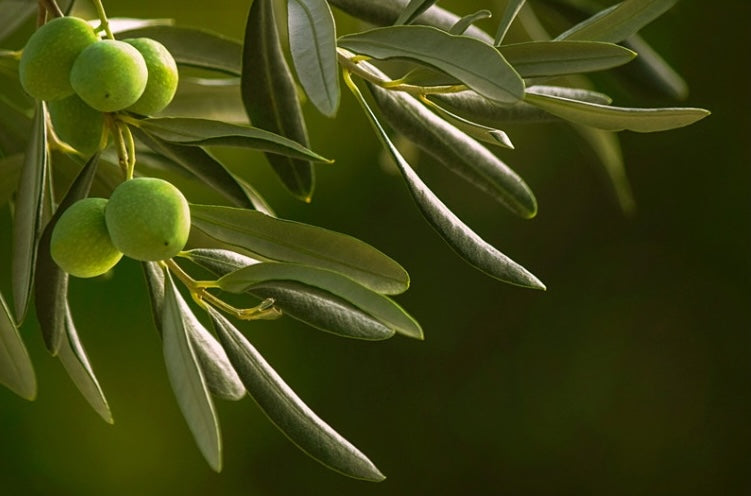 Olive Leaf