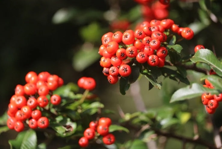 Hawthorn