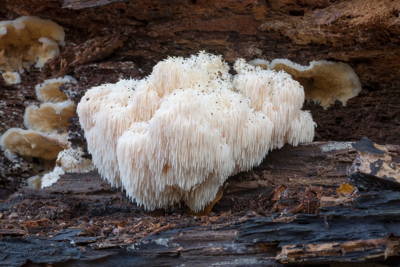 Lion’s Mane Mushroom