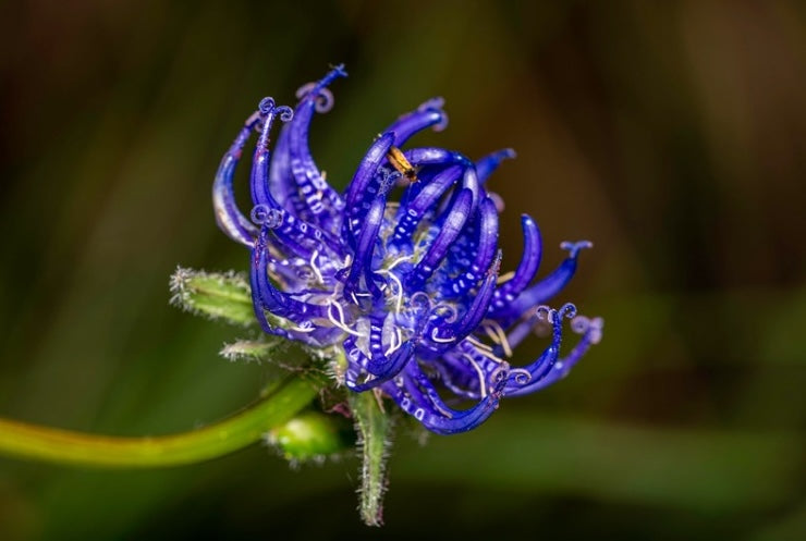 Devil’s Claw