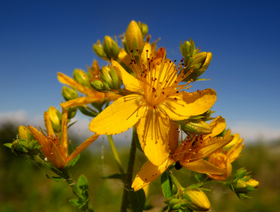 St. John's Wort