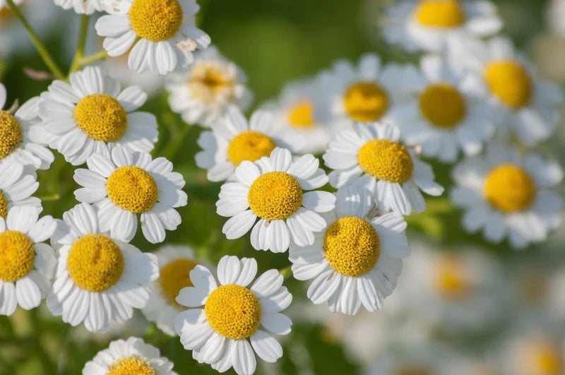 Feverfew
