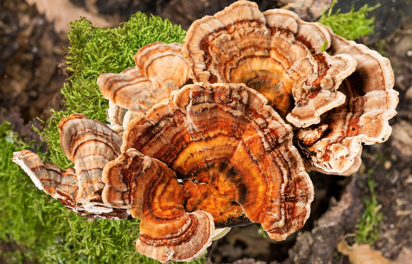 Turkey Tail Mushroom
