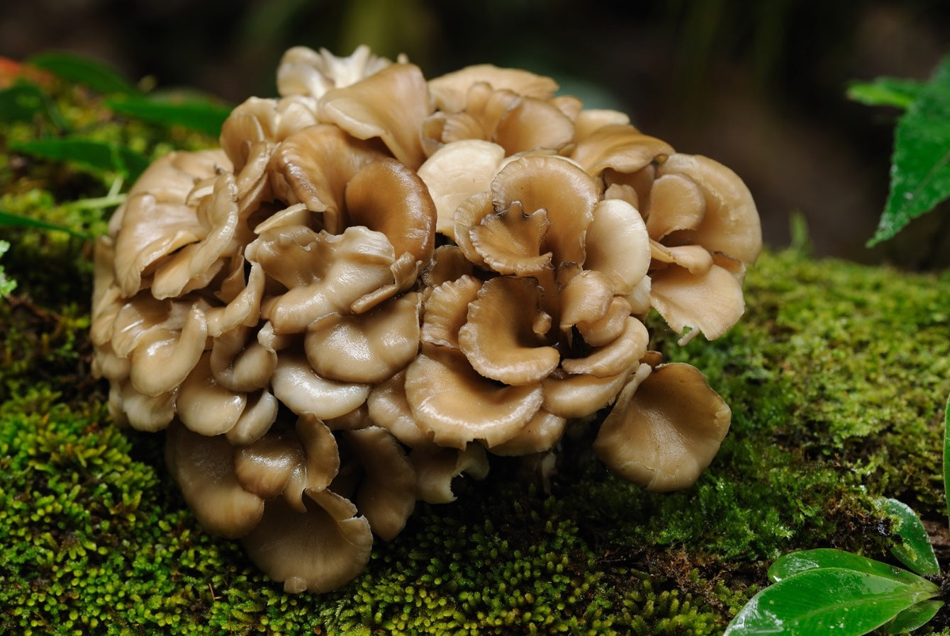 Maitake Mushroom