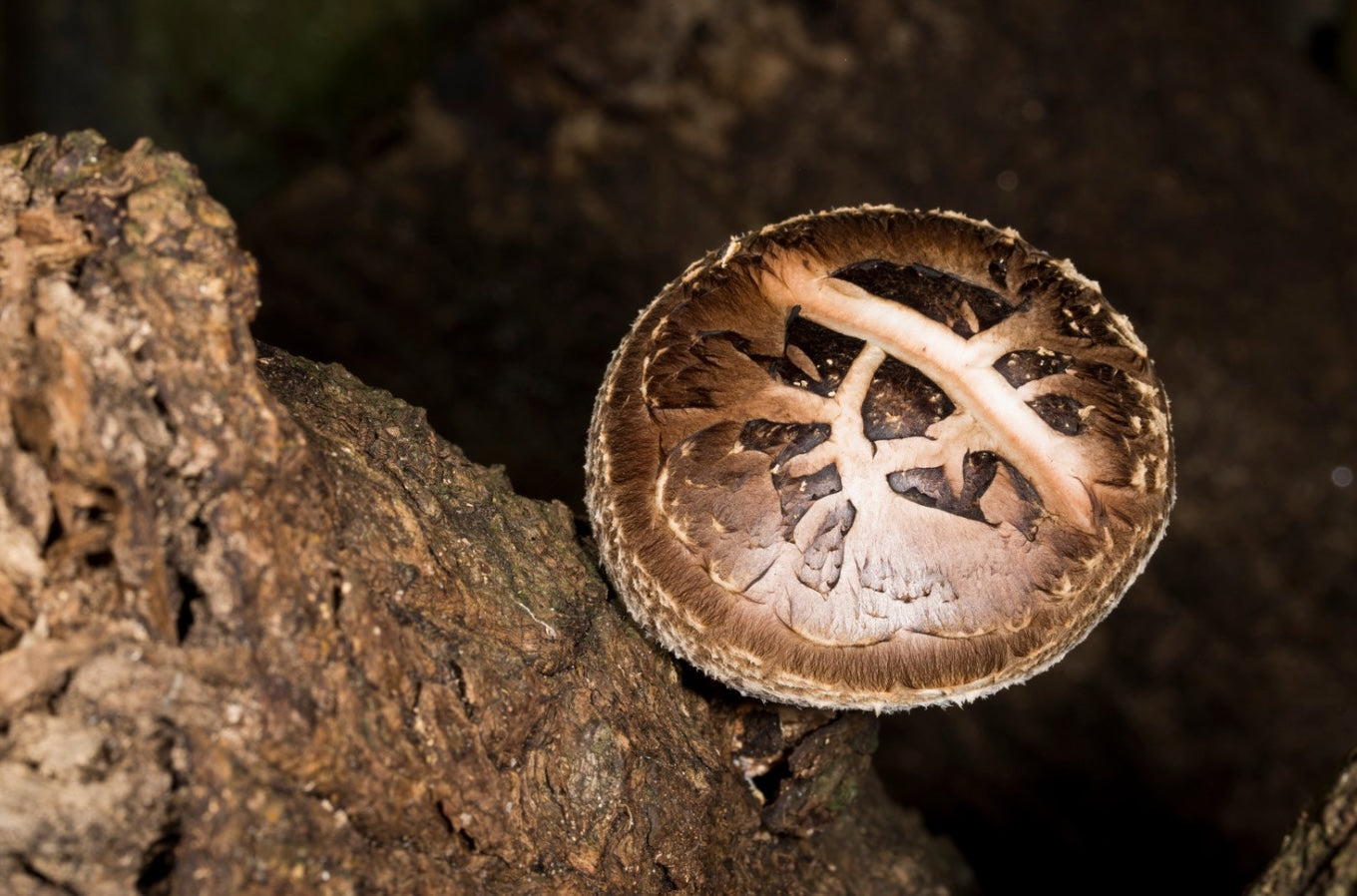Shiitake Mushroom