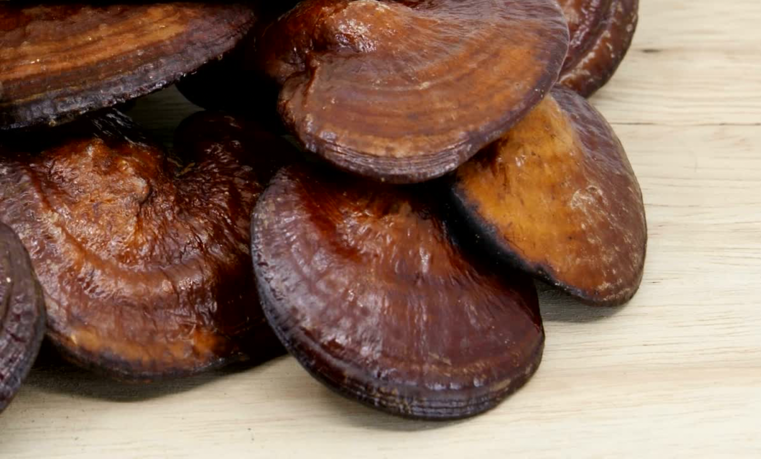 Reishi Mushroom