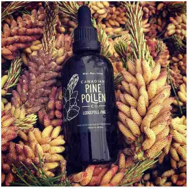 Wild Lodgepole Pine Pollen Tincture | Canadian Pine Pollen | 100 mL (3.4 fl oz)