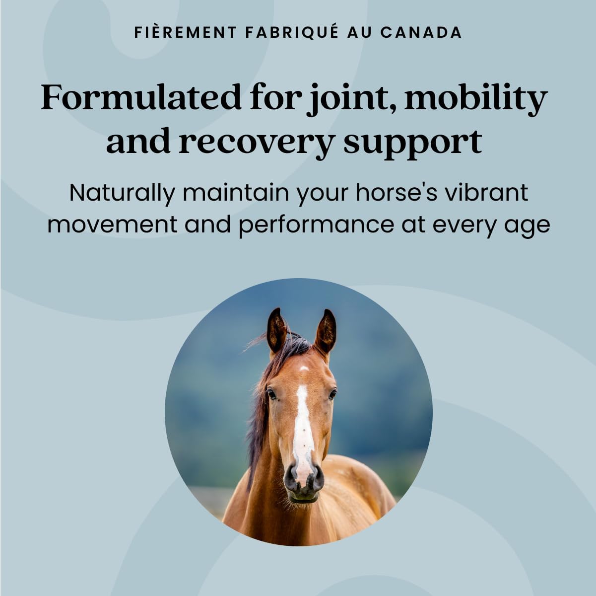 Equine Recovery Extra Strength | Purica®| Powder