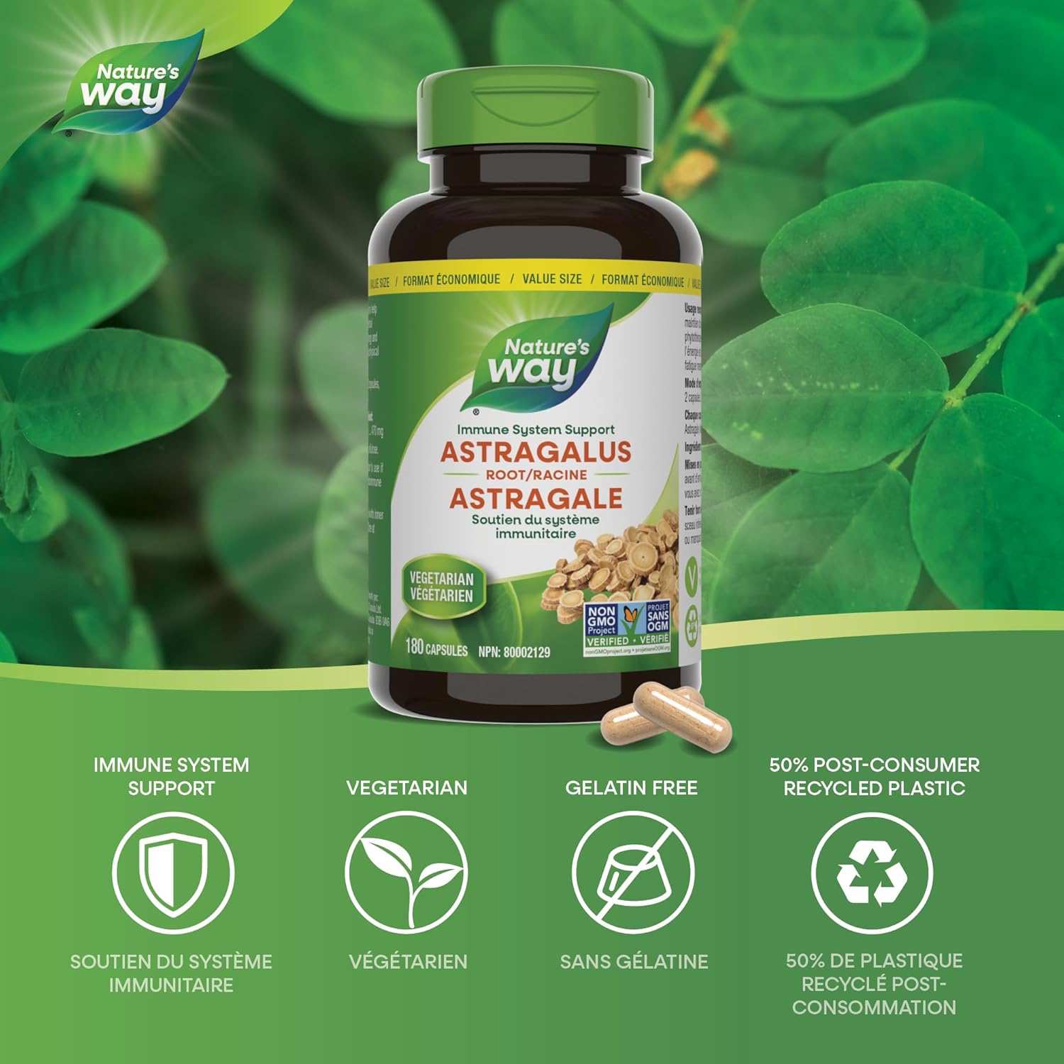 Astragalus Root | Nature's Way Canada | 100 OR 180 Veg Capsules