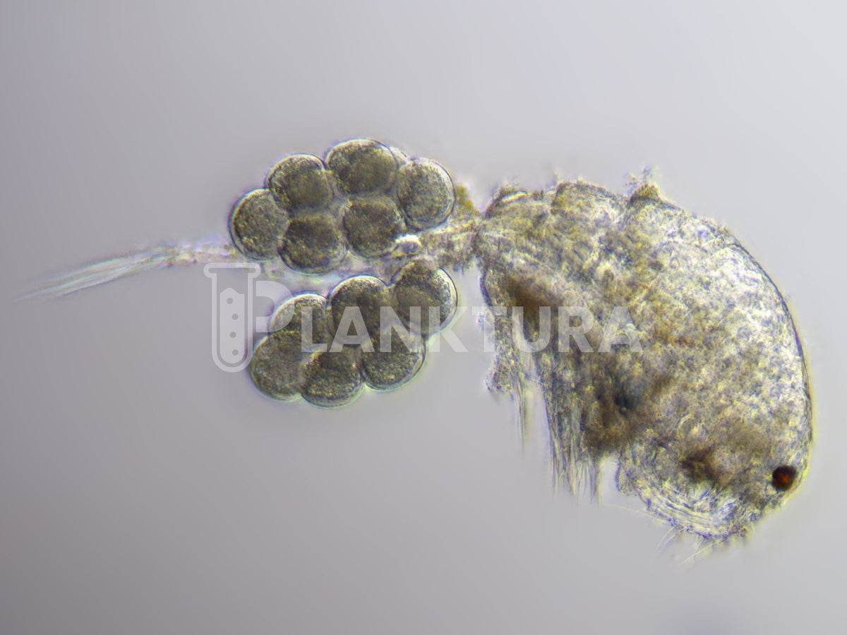 Apocyclops Live Copepods – Reef Pulse by New Dawn Aquaculture | Live ...