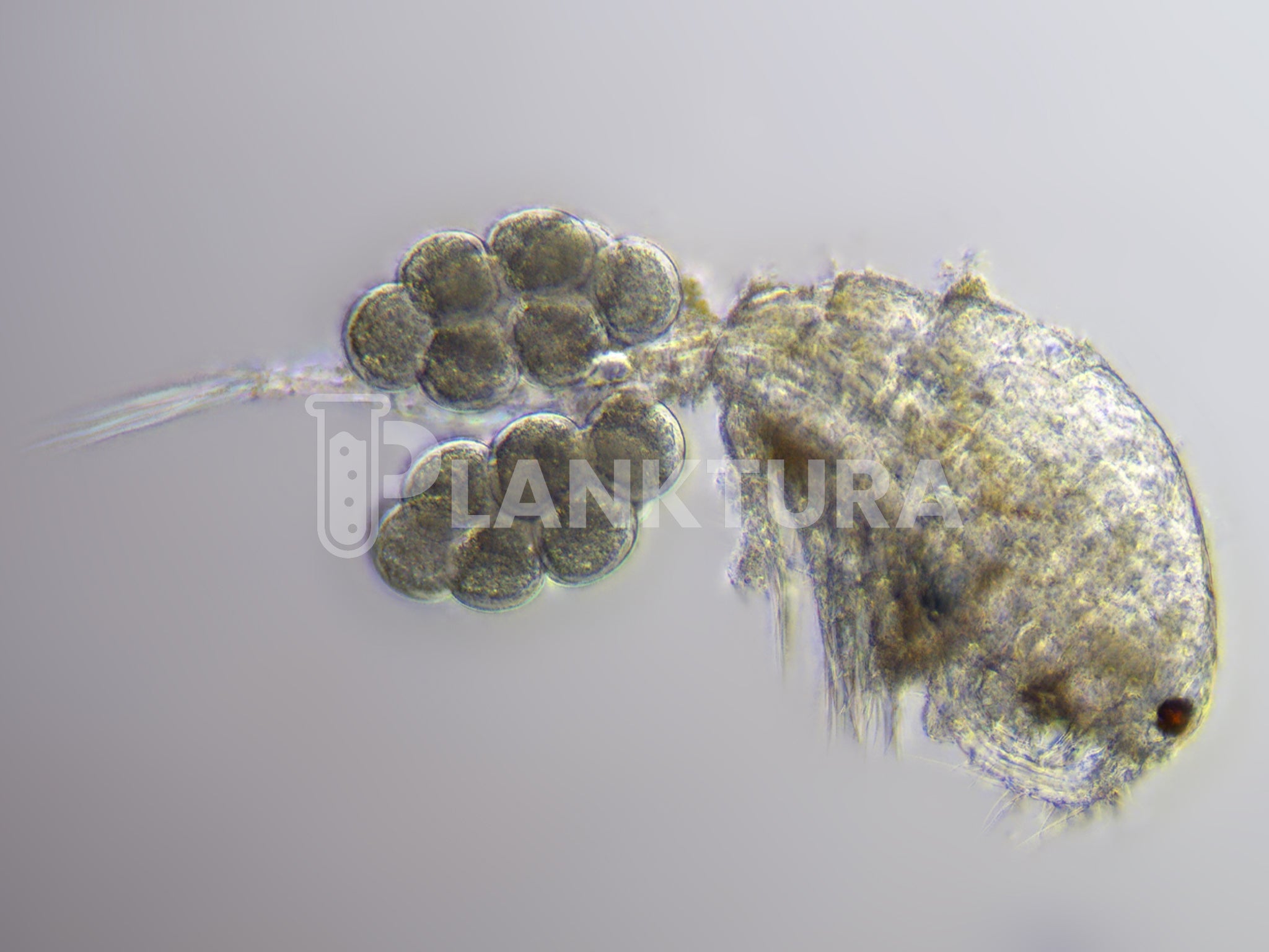 Apocyclops Live Copepods - Reef Pulse