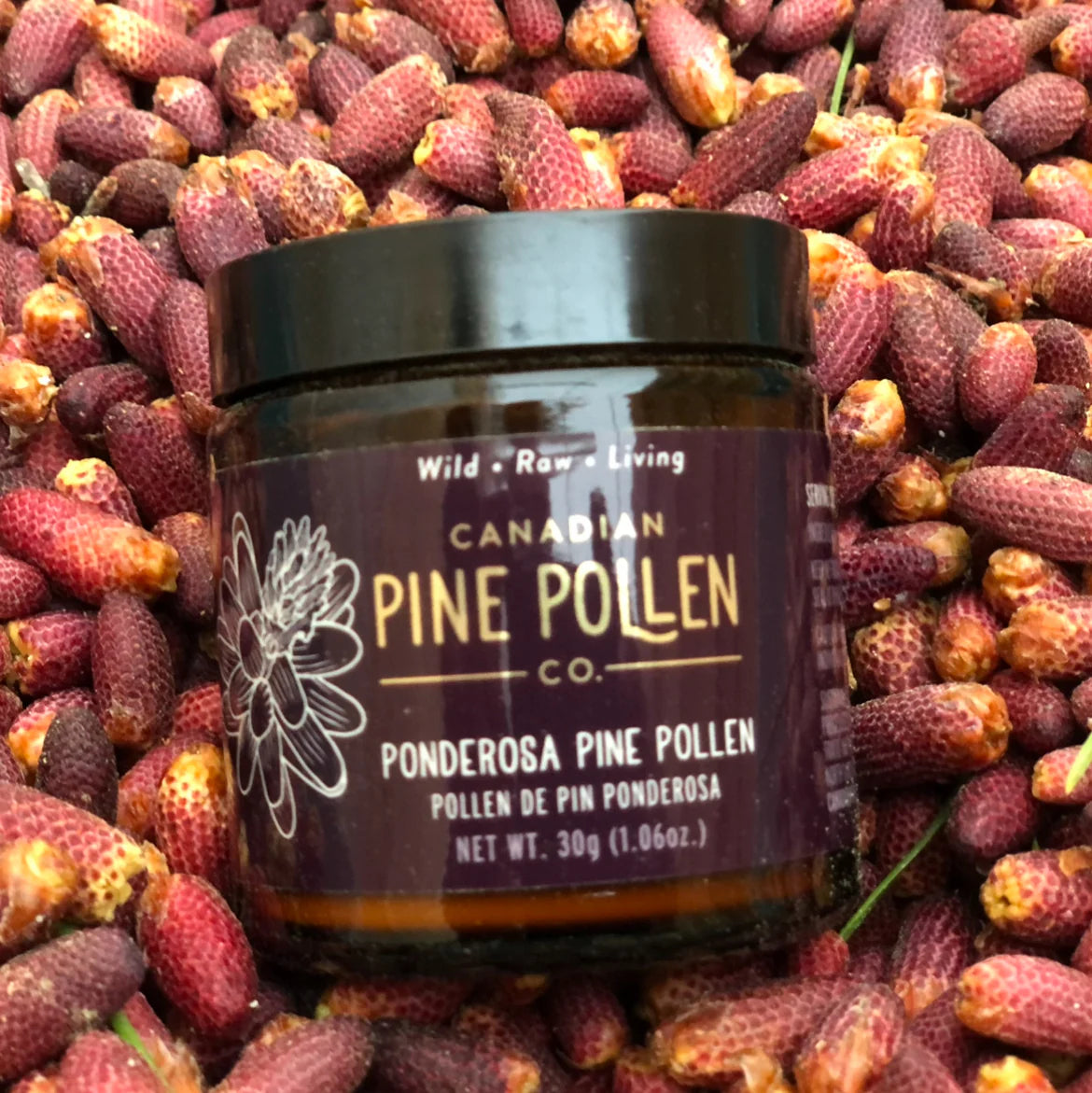 Wild Ponderosa Pine Pollen Powder  | Canadian Pine Pollen | 30g (1 oz) OR 70g (2.9 oz)