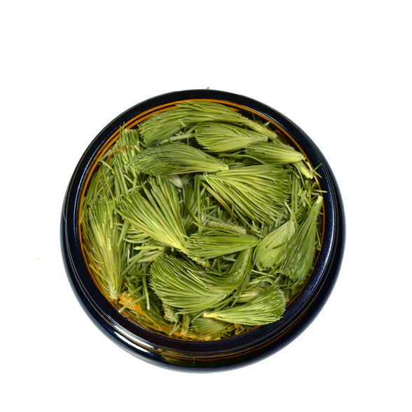 Spring Spruce Tips - Freeze Dried | Canadian Pine Pollen® |  (28 g)