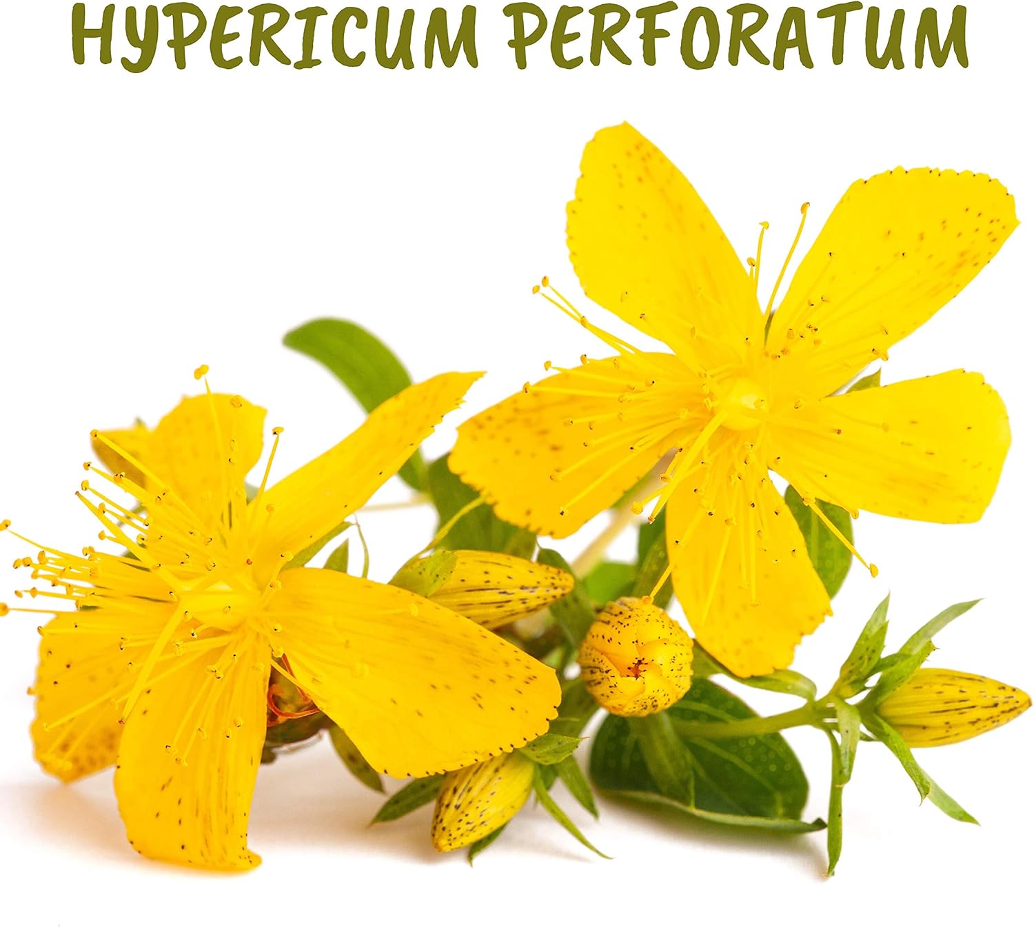 Hypericum perforatum 30ch | Boiron® | Each tube contains 4 g (approximately 80 pellets)